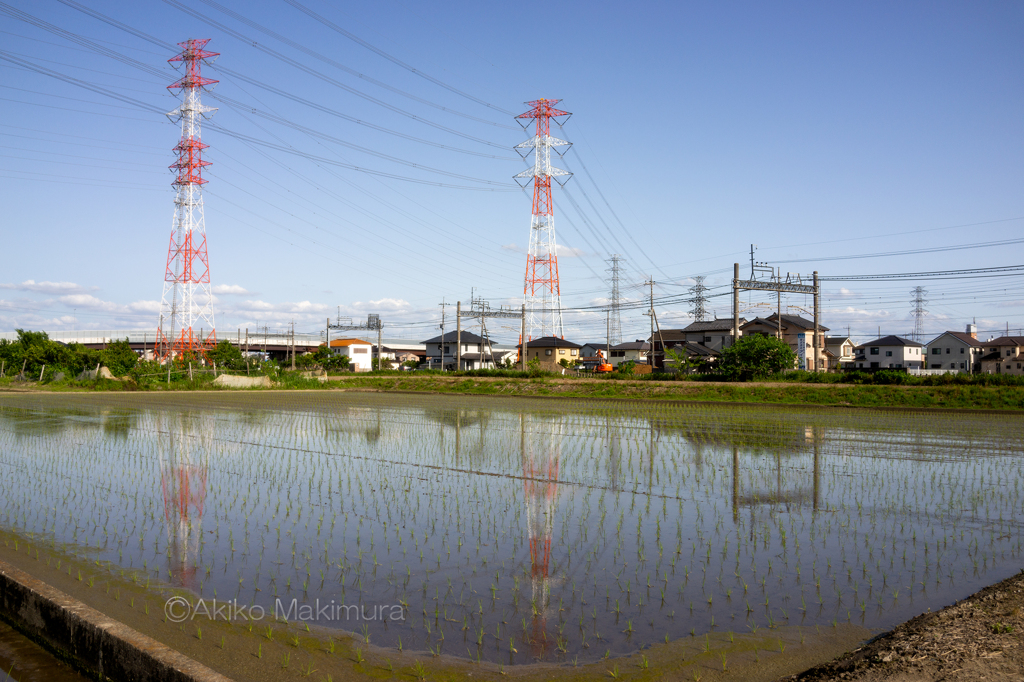 田植えも済んで②