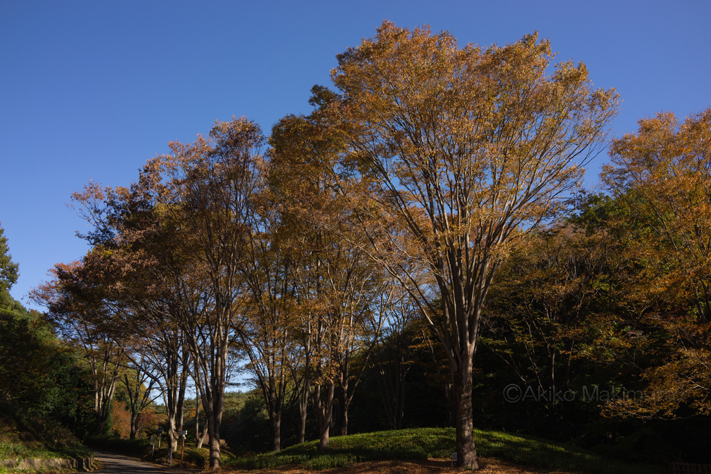 森林公園 南口