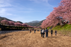 河津町　河津桜①