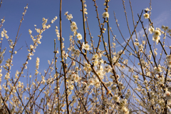 河津町の白梅