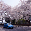 桜と青い車