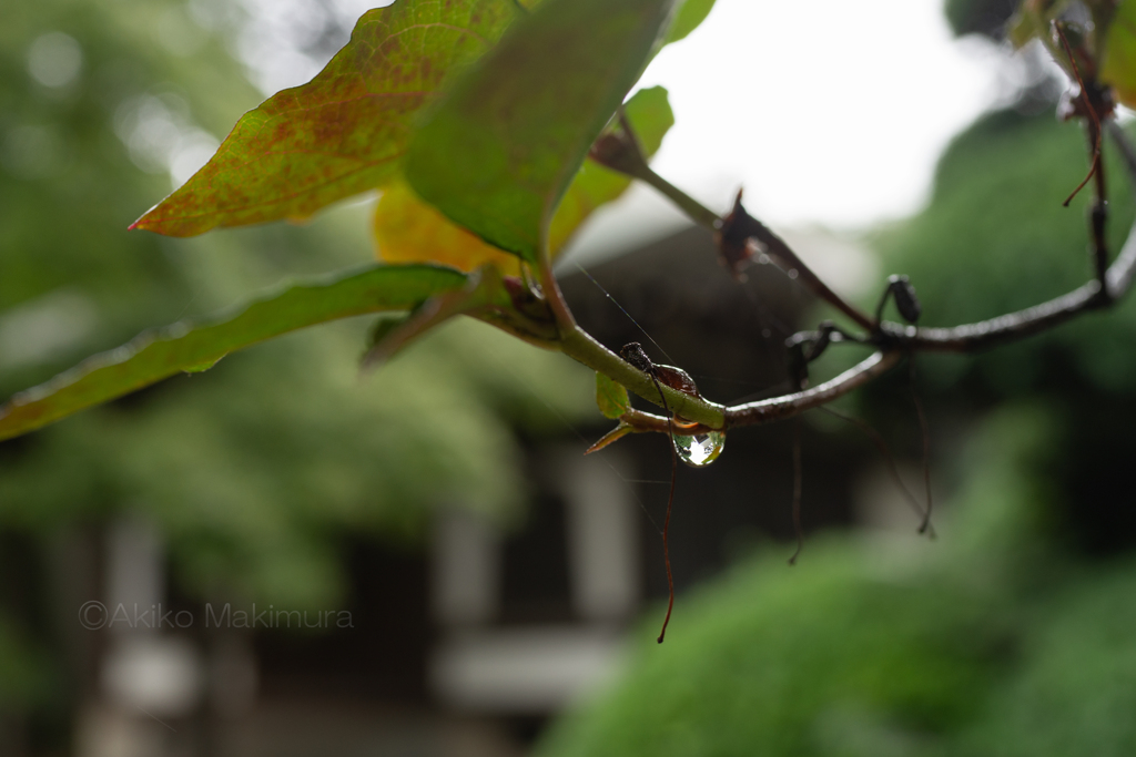 水滴に映る①