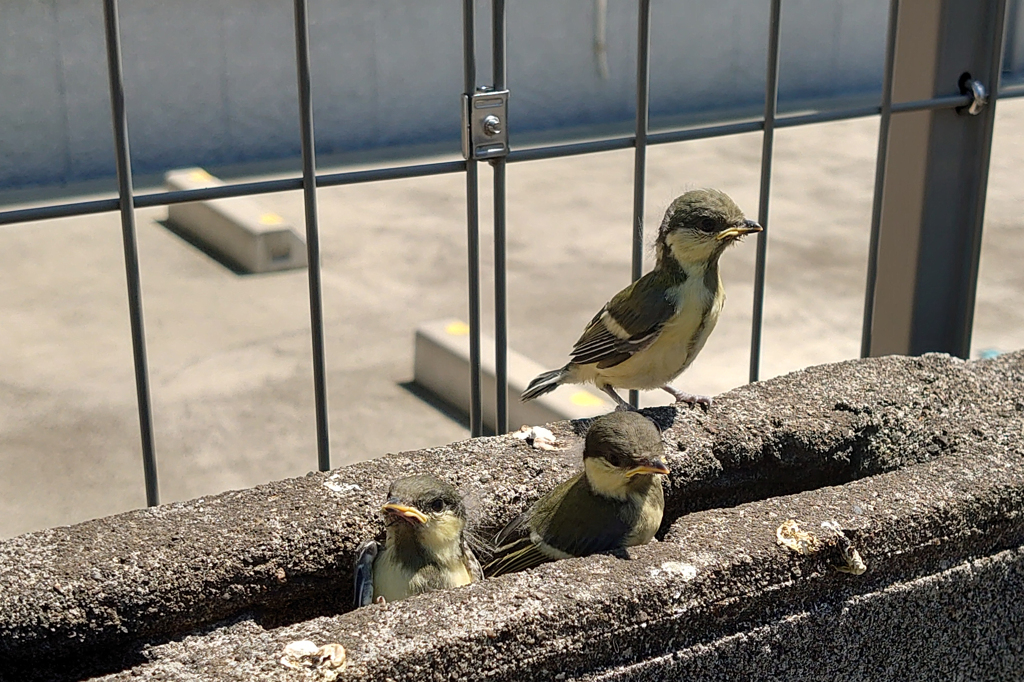 シジュウカラの巣立ち