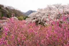 桜と花桃