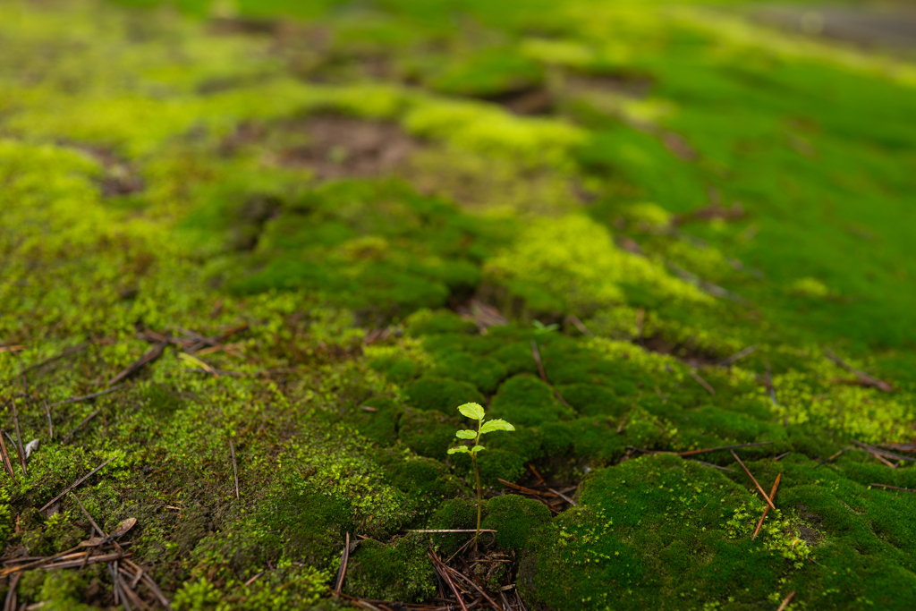 苔にまみれて①