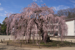 樹齢400年　孝子桜①
