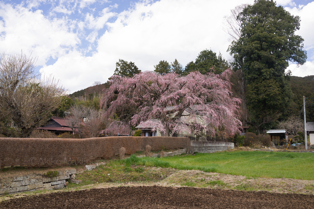 どちらかの桜