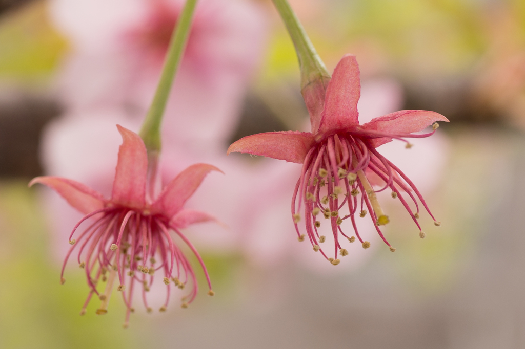 早咲きの桜①