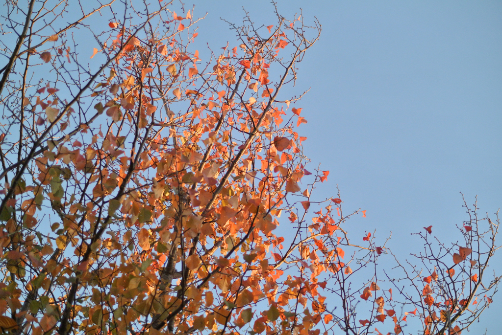 秋の空