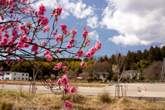 石の里の桜