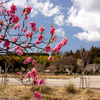 石の里の桜