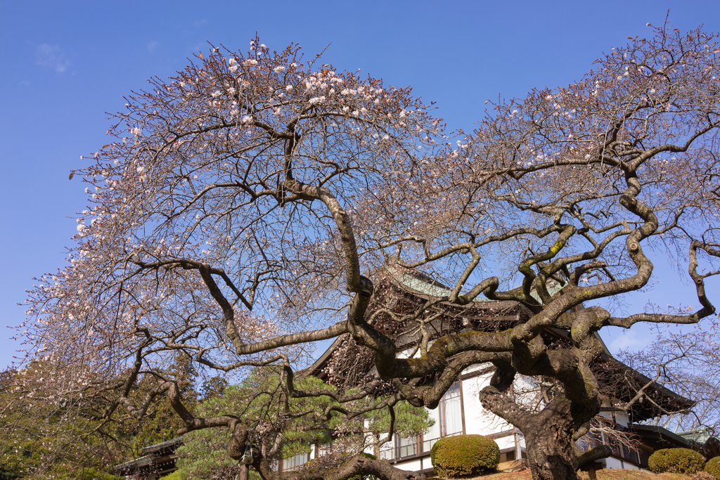 晩秋のさくら？