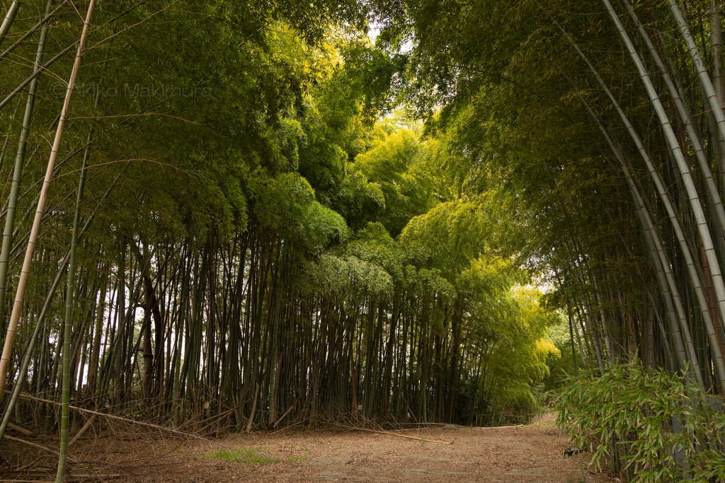 竹林