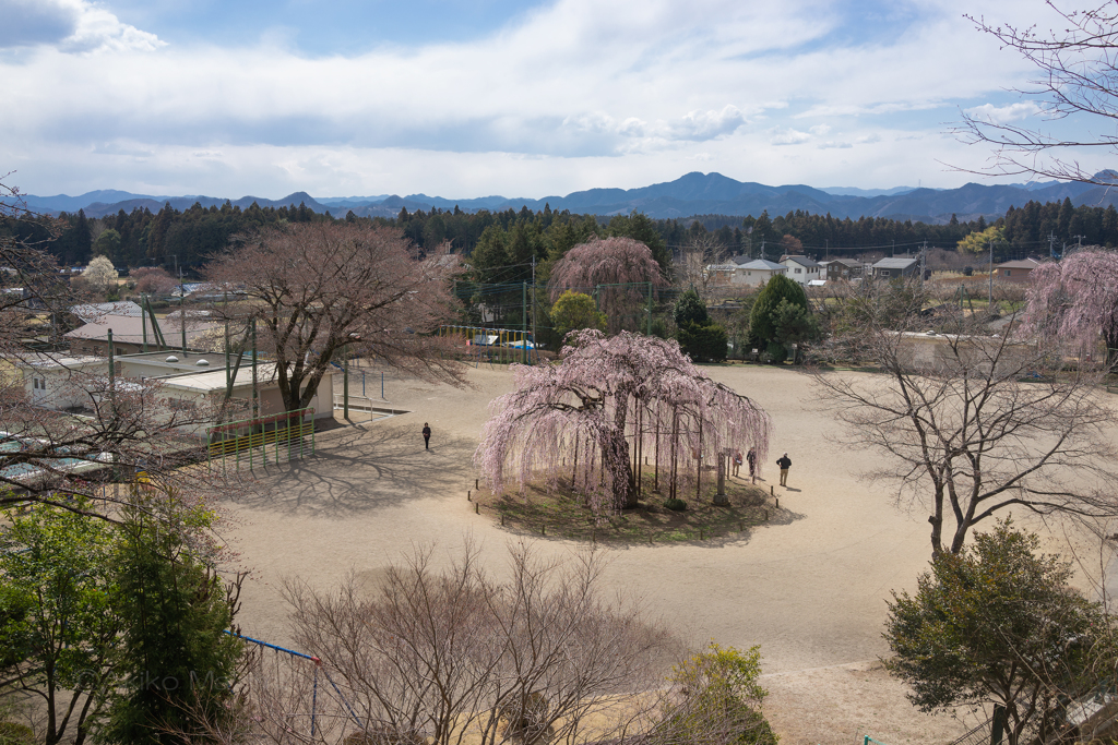 樹齢400年　孝子桜②