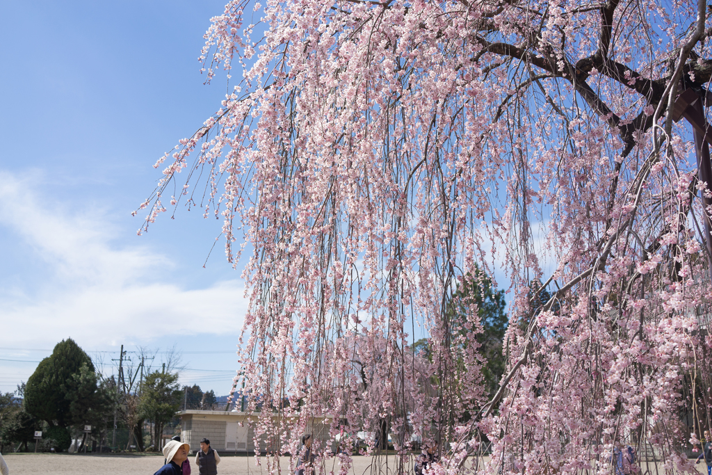 樹齢400年　孝子桜③