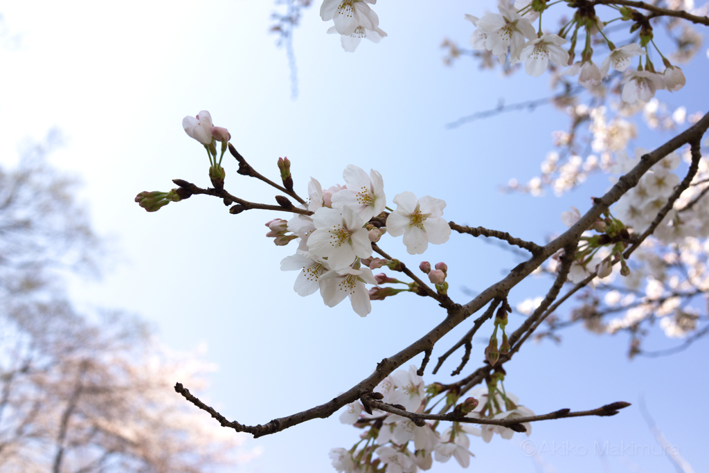 2018 お花見③