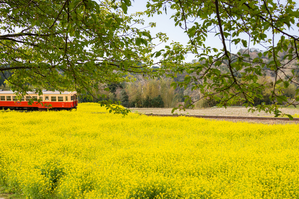 がんばれ小湊鉄道
