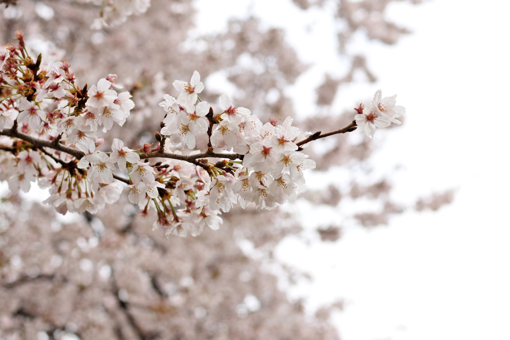 桜と雨