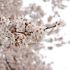 桜と雨