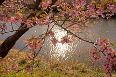 河津町　河津桜③