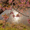 河津町　河津桜③