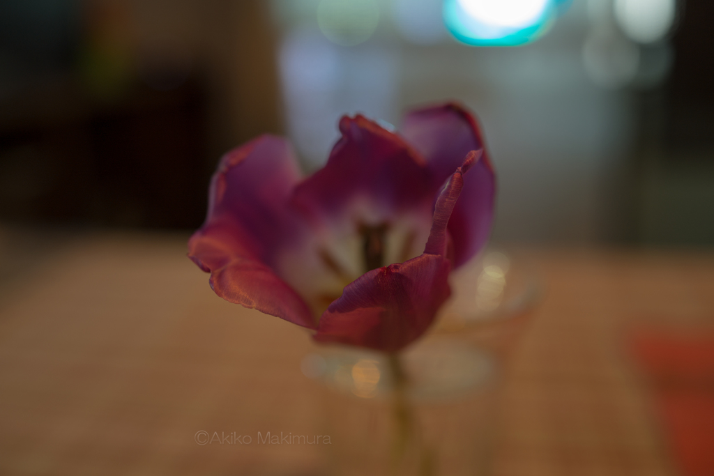 花　散りゆく