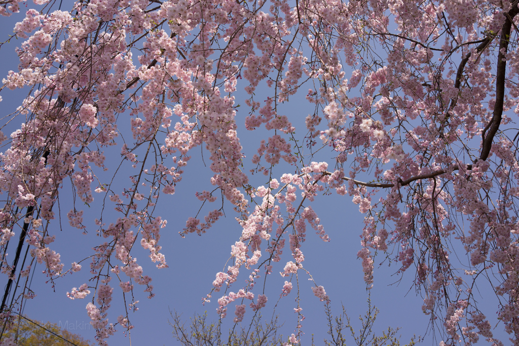 しだれ桜