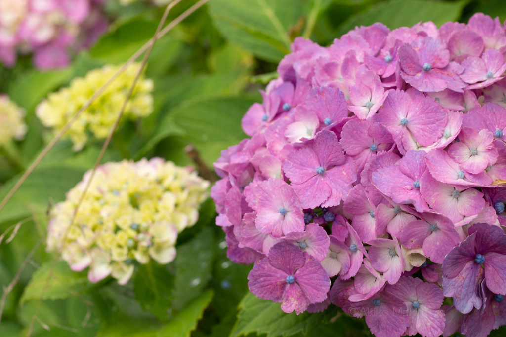 紫陽花３