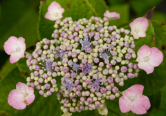 額紫陽花２