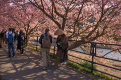 河津町　河津桜②