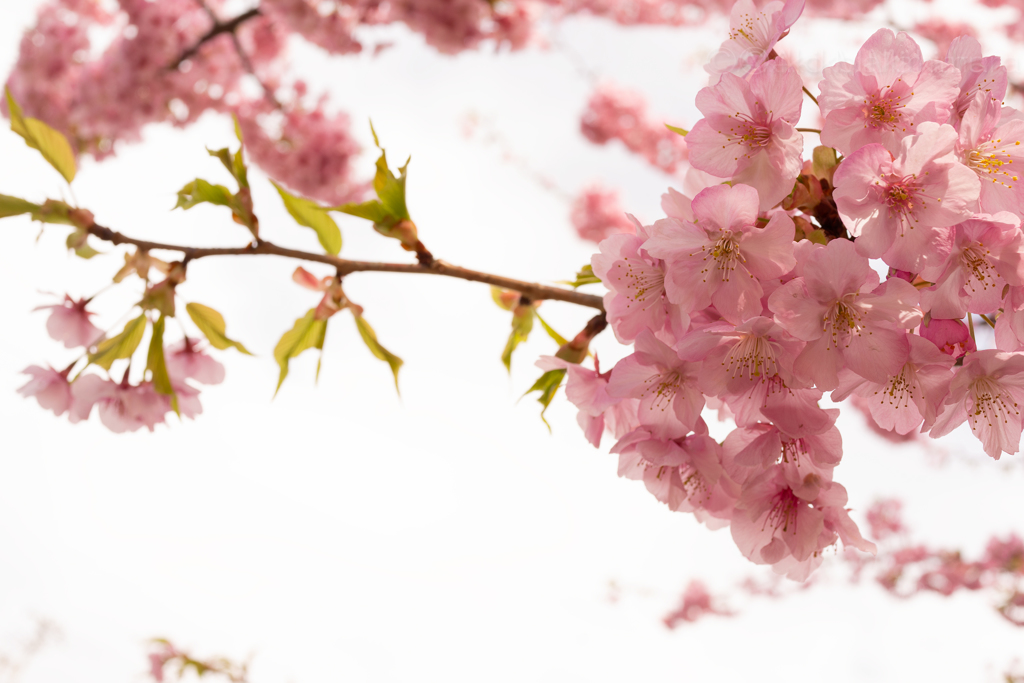 稲取温泉　河津桜①