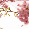 稲取温泉　河津桜①