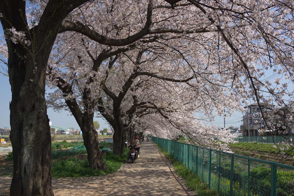 桜トンネル
