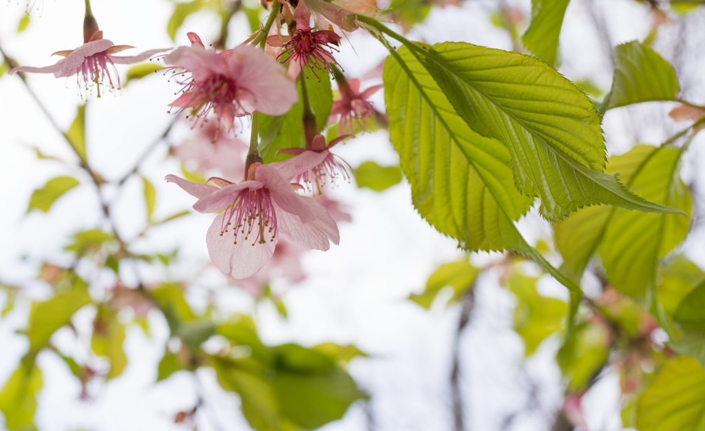 早咲きの桜③