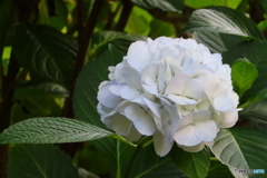 紫陽花