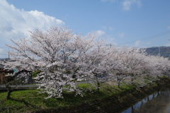 桜2