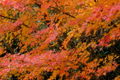 DSCF6139