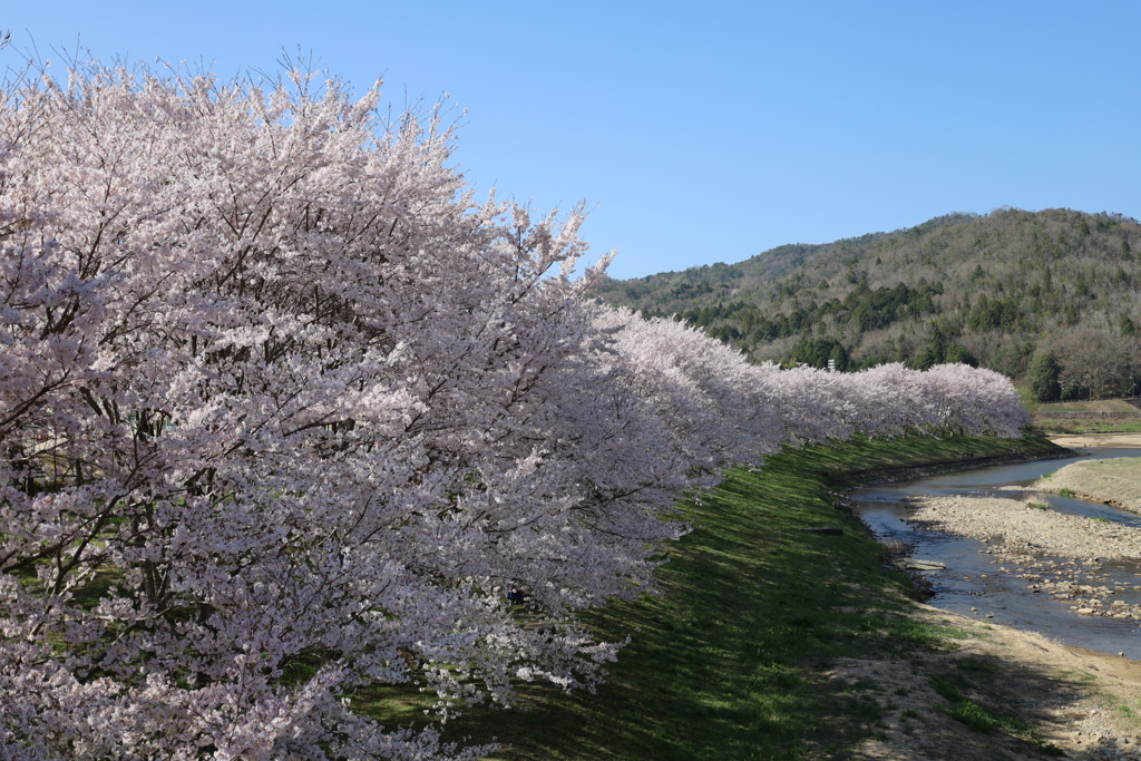 桜満開
