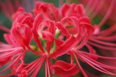 R0000196