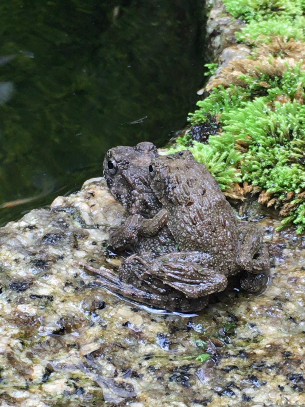 おんぶ