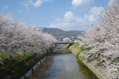 桜3