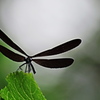 蜻　蛉-２