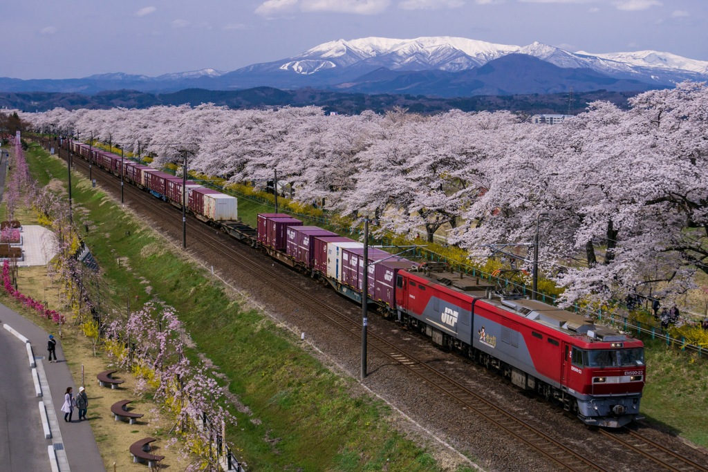 桜回廊