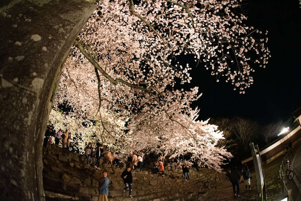 桜_彦根城-1