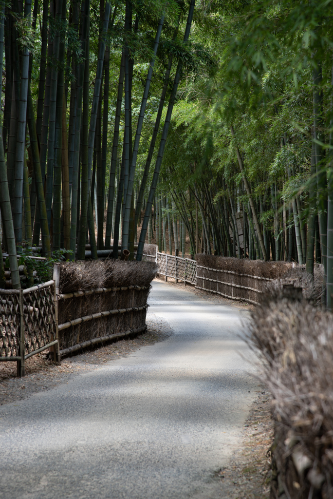 竹林の路