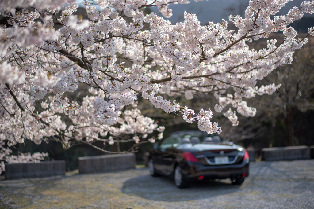 桜と愛車