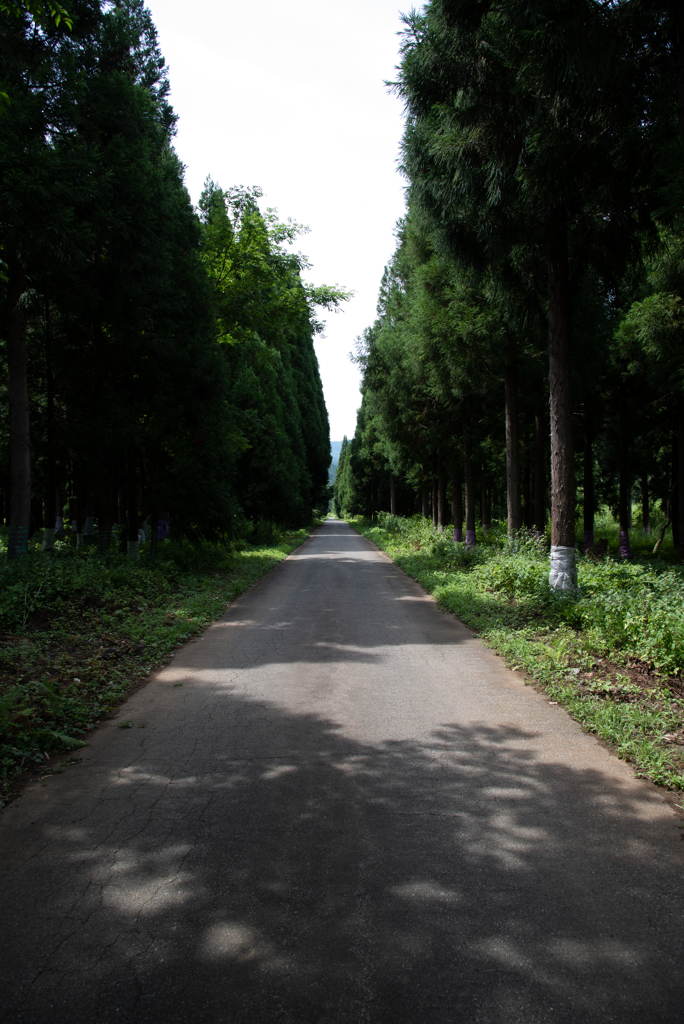 酷道157号線の杉並木