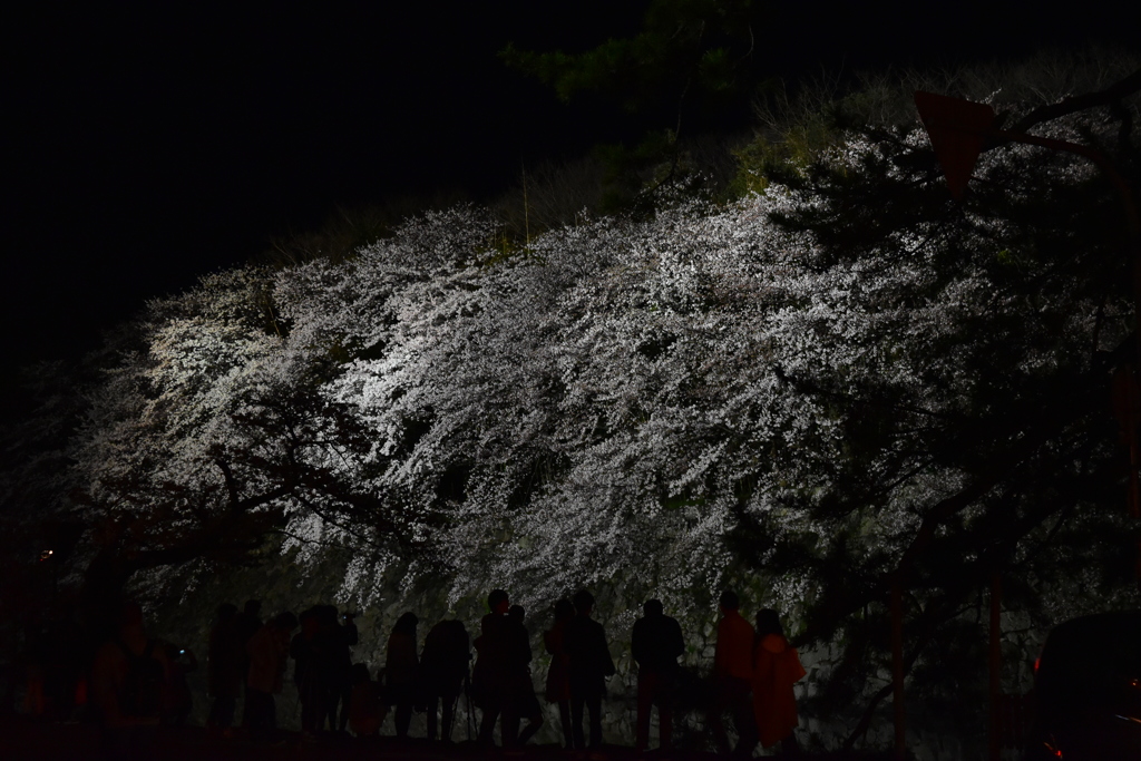 桜 彦根城_1