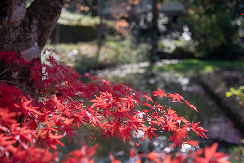 紅葉‐もみじ