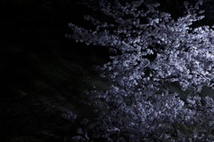 夜桜